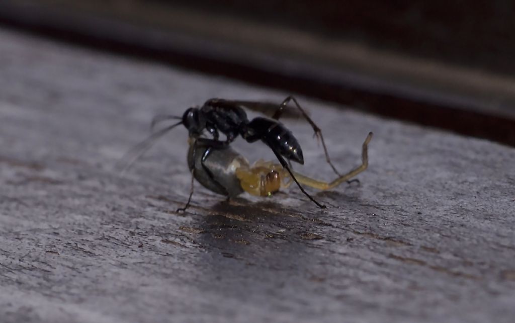 Pompilidae?  S, Auplopus cfr. carbonarius che preda ragno Cheiracanthium sp.